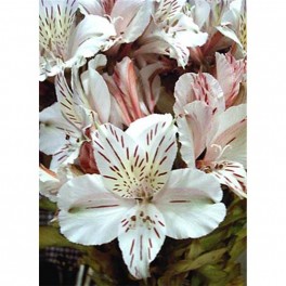 Alstroemeria mista