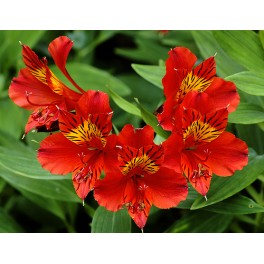 Alstroemeria olanda fucsia