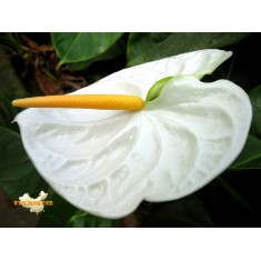 Anthurium bianco