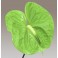 Anthurium verde