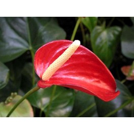 Anthurium rosso