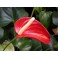 Anthurium rosso