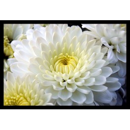 Crisantemo bianco