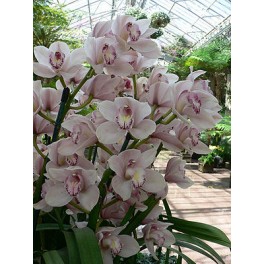 Cymbidium bianco