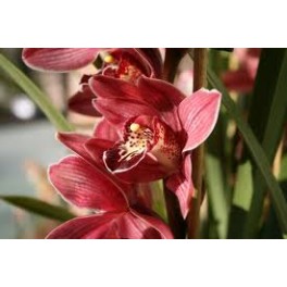 Cymbidium