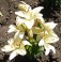 Lilium bianco