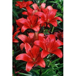 Lilium rosso