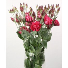 Lisianthus rosso