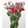 Lisianthus rosso