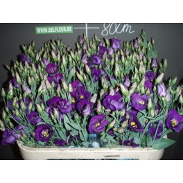 Lisianthus viola